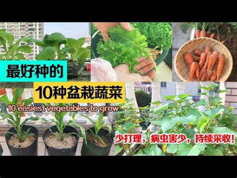 好種的蔬菜|只要一個水杯就能種！適合在家種植的6款「蔬菜」介。